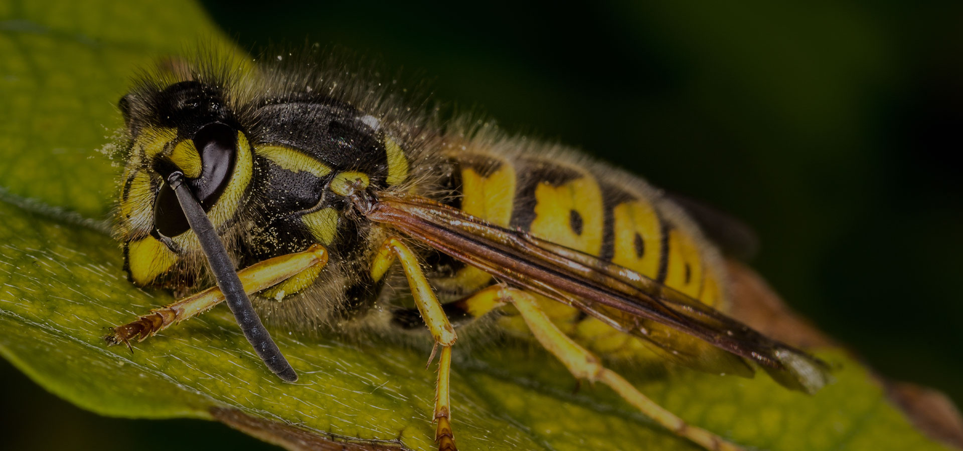 Pest Proof Experts